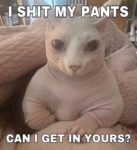 Funny Cats Memes On Instagram Tag Someone Oscarforcats Follow
