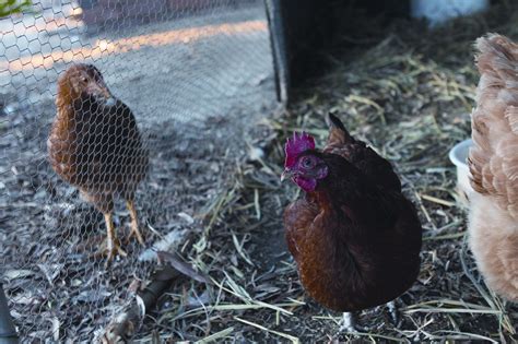 quiet chickens for backyards amazing backyard ideas