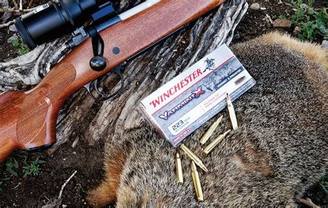Some Tips On Choosing The Best Varmint Caliber Winchester Ammunition