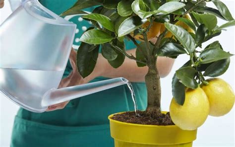 Engrais naturel pour citronnier comment fabriquer à la maison Quand