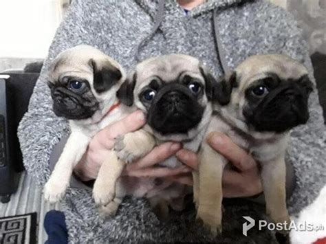 7 Week Old Pug Puppies For Sale 1 Male 1 Female Postadsph