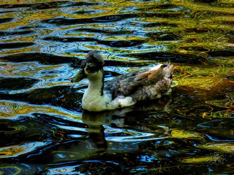 Sonoma Crested Blue Swedish Duck Photograph By Lance Vaughn Fine Art