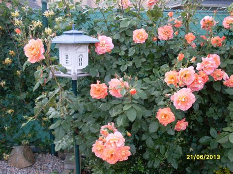 We did not find results for: my favorite roses ! Westerland ! | Garten, Westerland, Rosen
