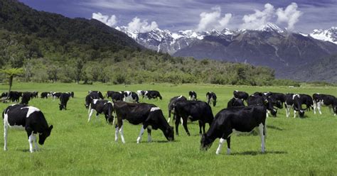 Farmers Feel Let Down After Cattle Deaths Following 1080 Drop Crux