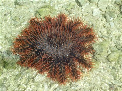 Filecrown Of Thorns Starfish Wikimedia Commons