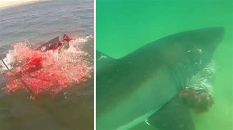 Warning Graphic Content Rare Look At White Shark Predation Latest