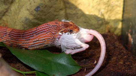 Hognose snake care, behavior, diet, interaction, costs and health by ben team (2018, trade paperback) at the best online prices at ebay! How to Feed a Corn Snake | Pet Snakes - YouTube