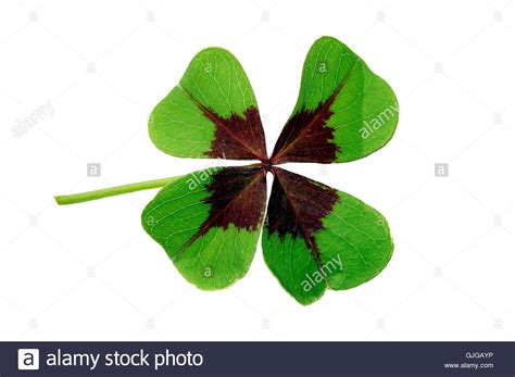 Lucky Clover High Resolution Stock Photography And Images Alamy