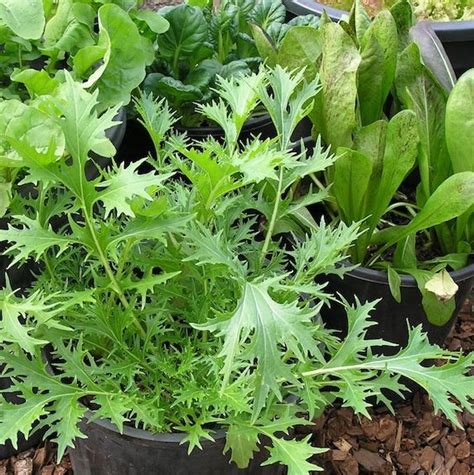Top 10 Vegetables To Grow In Pots Gardendrum Growing Vegetables