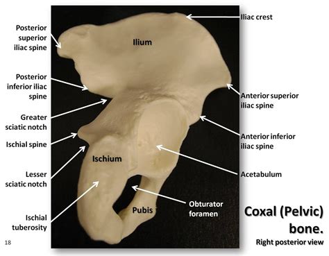 Coxal Pelvic Bone Posterior View With Labels Appendic Flickr