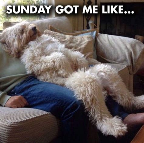 14 Funny Labradoodle Memes That Will Make Your Day Brighter Page 3
