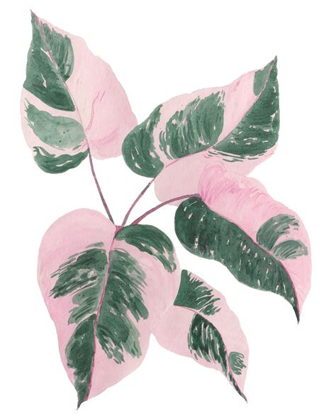 Philodendron Pink Princess Plant W Pink And Green