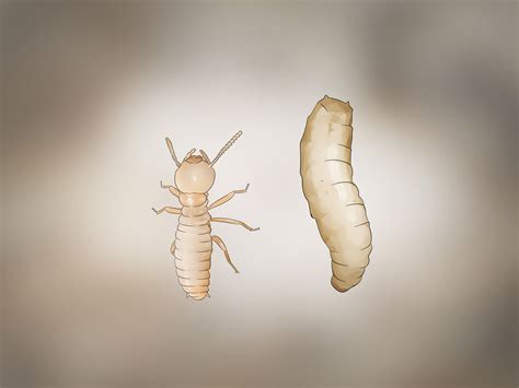 Identifying Flying Termites How To Spot The Signs Of An Infestation