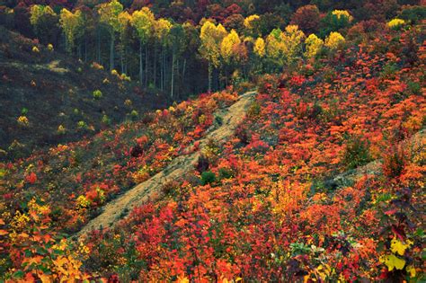 The 10 Best Midwest Foliage Drives To Leaf Peep Like A Champ