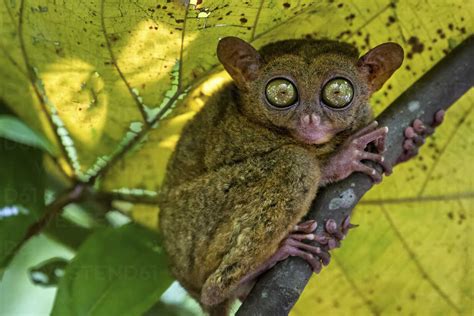 A Small Nocturnal Animal The Tarsier With Fixed Round Eyes On A Tree