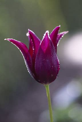 single flower  tulipa burgundy   garden