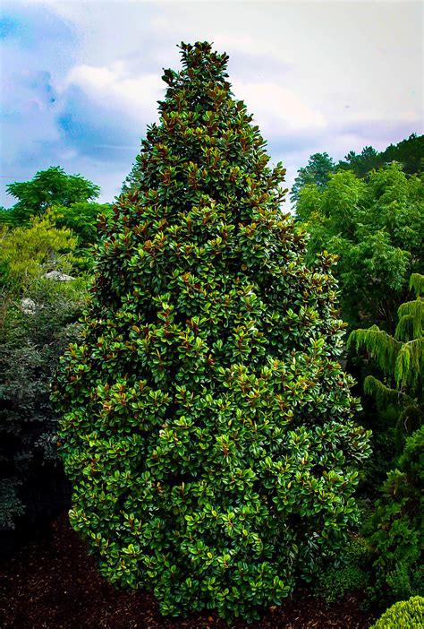 Teddy Bear Southern Magnolia Trees For Sale The Tree Center