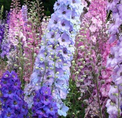 Delphinium ‘connecticut Yankee Belladonna Pied Dalouette Larkspur Jardins Michel Corbeil