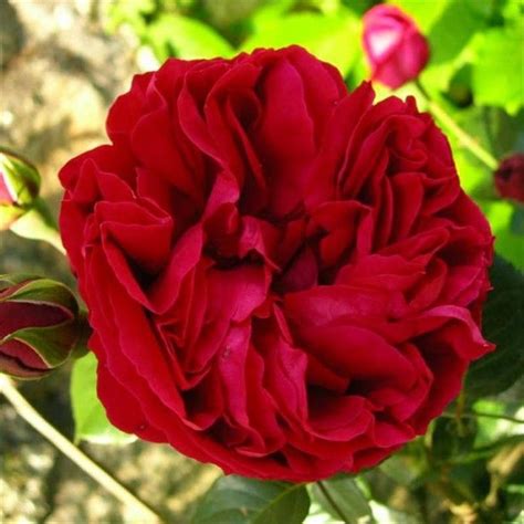 Kletterrose Red Eden Rose R Kaufen Bei Pflanzen Shopch