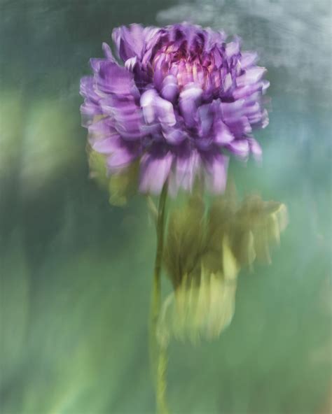 Photographs Of Flowers Submerged Underwater Look Like Classic Oil