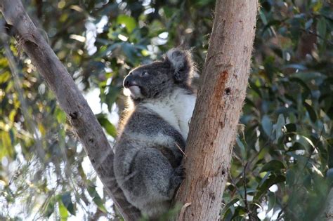 Great Ocean Road Coastal Spectacular & Wildlife Luxe Bus Tour - Klook