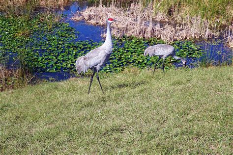 Orlando Wetlands Park Orlando Florida Wildlife Birds Lilsusieq Myfloridalife Hiking