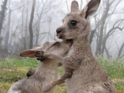Two Adorable Kangaroos Hugging Animal Hugs Animals Cute Animals