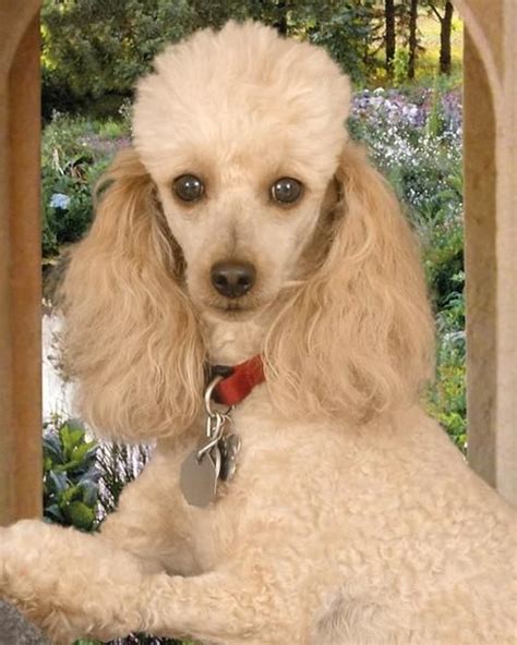 1000 Images About Group Poodles Best Dogs Ever On