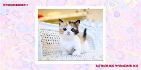 Kucing Okin Keunikan Dan Pesona Kucing Ras Okinawa Kucing Lucu Net