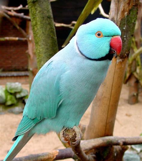 Blue Indian Ringneck Parakeet Biological Science Picture