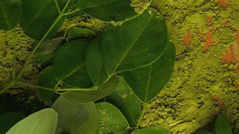 Daun kelor atau moringa oleifera memang dikenal sebagai tanaman hijau dengan kandungan gizi yang baik untuk kesehatan. Cara Mengolah Daun Kelor Untuk Kanker : 4 Manfaat Biji Kelor Yang Menakjubkan Untuk Kesehatan ...