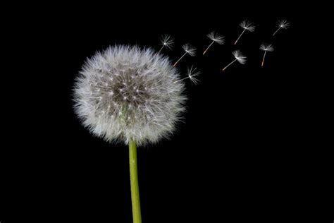 27 Dandelion Pictures Download Free Images And Stock Photos On Unsplash