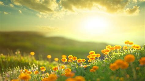 Download Yellow Flower Morning Sunshine Field Nature Flower Hd Wallpaper