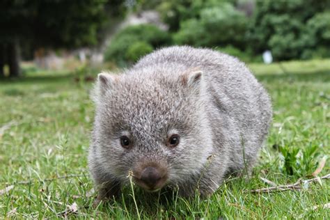 Natureza Wombat