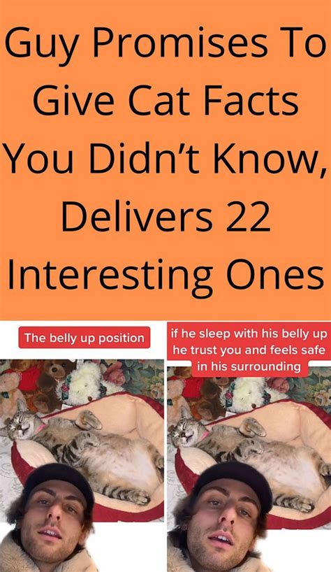 Guy Promises To Give Cat Facts You Didn’t Know Delivers 22 Interesting Ones Comparative