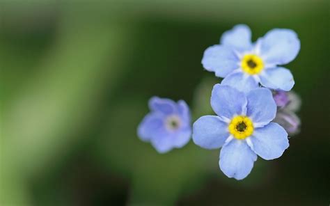 Flores Azules En Hd Blue Flowers Fotos E Imágenes En Fotoblog X