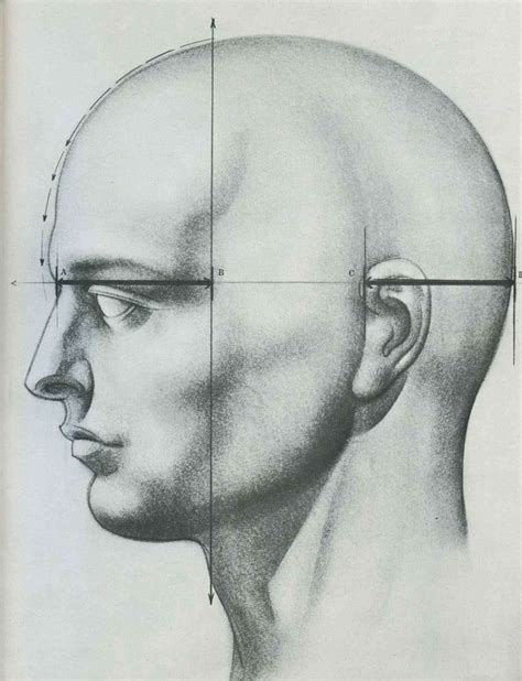 How To Draw A Human Head Side View