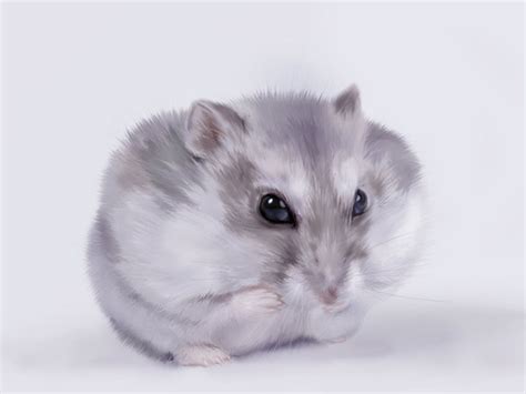 Maybe you would like to learn more about one of these? Cute hamster wallpaper Animal wallpapers