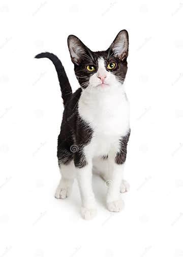 Pretty Young Tuxedo Cat On White Stock Image Image Of Body Feline