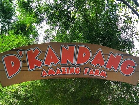 At farm in the city on the outskirts of kl, children can pet cuddly animals and see exotic species in a malaysian village themed setting. Harga Tiket Masuk dan Lokasi D Kandang Amazing Farm Depok ...