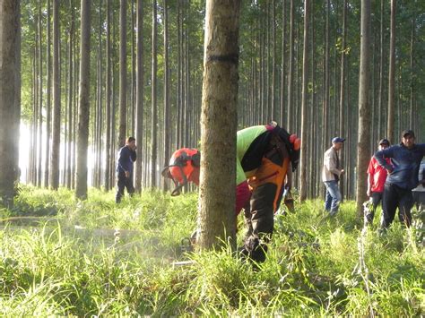 Cooperativa Volendam Aprovechamiento Forestal