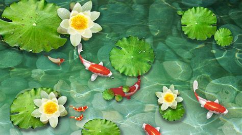 Green Koi Fish Wallpapers Top Free Green Koi Fish Backgrounds