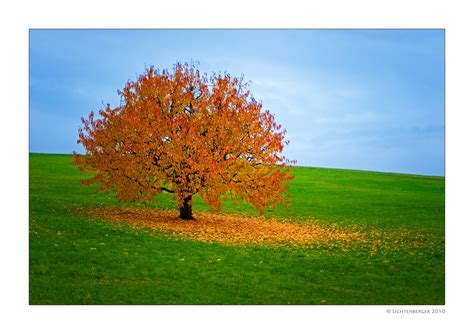 Herbst Baum Foto And Bild Natur Und Tiere Bilder Auf Fotocommunity