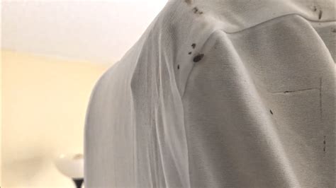 Pests We Treat How To Properly Treat For Bed Bugs In Asbury Park Nj