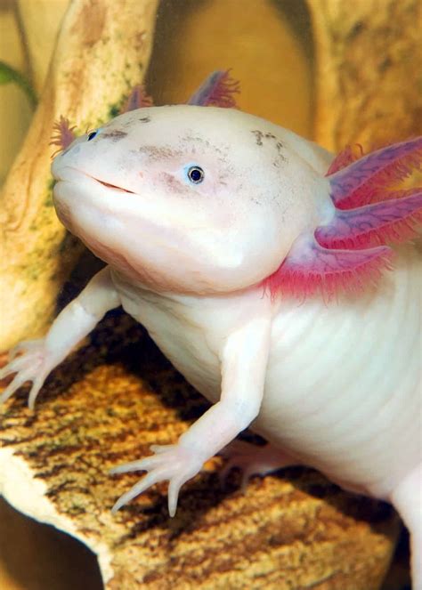 Axolotl Squishy