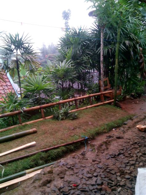 Foto Pagar Hidup, Rumput Jepang, Waregu Tanaman Hias di Pekarangan