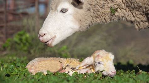 How To Help A Sheep Give Birth Youtube