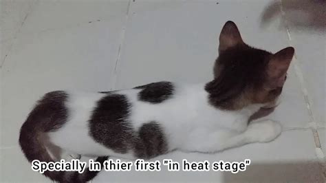 My Rescued Cats First In Heat What To Do When Your Cat Is In Heat