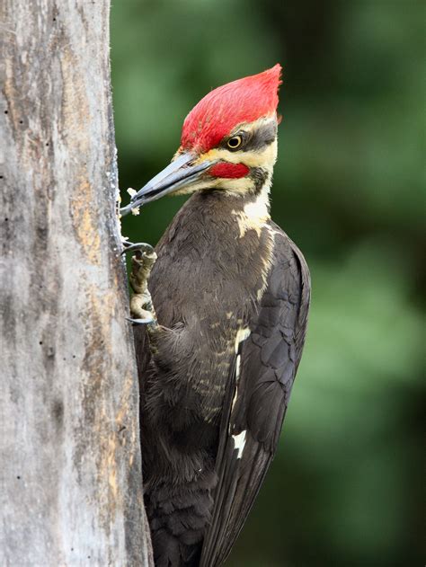 Images Of Pileated Woodpecker