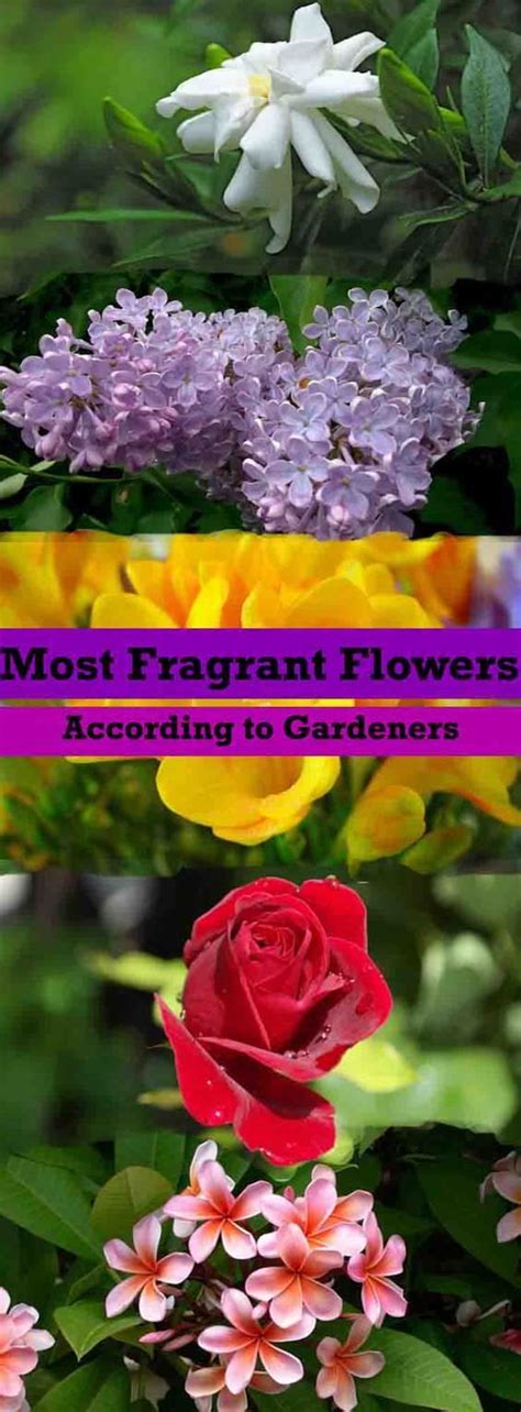 Most Fragrant Flowers According To Gardeners Small Flower Gardens